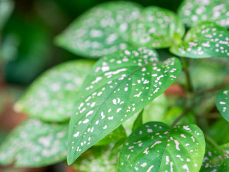 Detail with Hypoestes phyllostachya, the polka dot plant ornamental plant. Green leaves with white spotsの写真素材