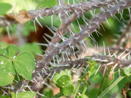 Thorny branches of Euphorbia milii also known as the crown of thorns, Christ plant, or Christ thorn.の写真素材