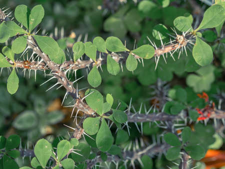 Thorny branches of Euphorbia milii also known as the crown of thorns, Christ plant, or Christ thorn.の写真素材