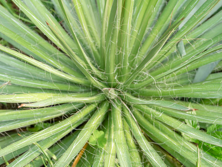 Close up with Agave filifera, the thread agave plant foliageの写真素材