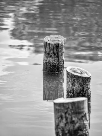 Black and white minimalist abstract picture with three wooden stumps at the surface of the water.の写真素材