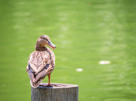 Female mallard wild duck sitting on a wooden stump above the water on a lake.の写真素材