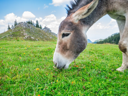 Donkey on grassland eating grass or grazing. Donkey in Piatra Mare (Big Rock) mountainsの写真素材