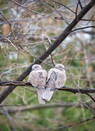 Two shriveling pigeons (Columba livia domestica) sitting on the braches of a tree.の写真素材