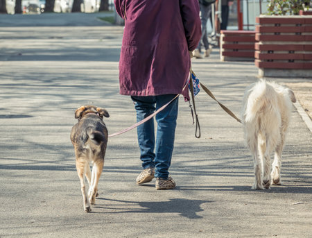 Unidentified woman walking two pet dogs on the sidewalk, in Bucharest.の写真素材
