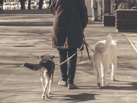 Unidentified woman walking two pet dogs on the sidewalk, in Bucharest.の写真素材