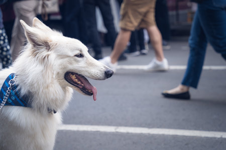 Close up portrait with a white german or swiss shepherd dogの写真素材
