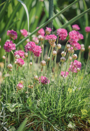 Close up detail with the beautiful and colorful pink Armeria maritima, the thrift, sea thrift or sea pink flower plant.の写真素材