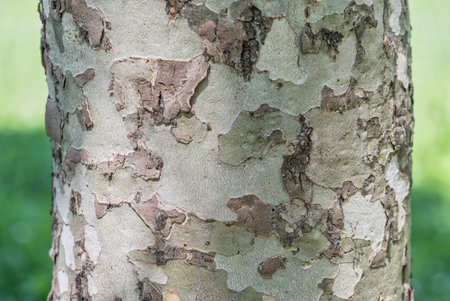 Close up textute with Platanus occidentalis â American sycamore bark tree.の写真素材