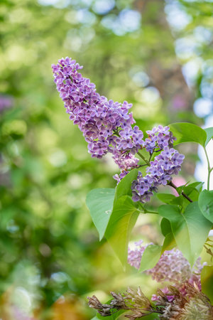 Close up detail with the beautiful and colorful violet or purple flower of Syringa vulgaris, the lilac or common lilac flowering plantの写真素材