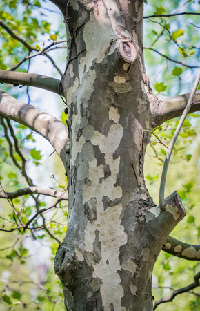 Picture with a Platanus occidentalis â American sycamore tree trunck and a branch. Close up detail.の写真素材