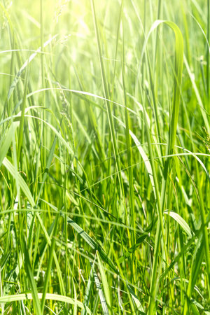 Close up with the green fresh Phalaris arundinacea or reed canary grassの写真素材