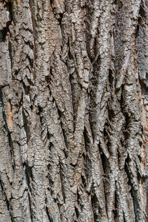 Close up detail with the bark tree trunk. Nature texture background.の写真素材