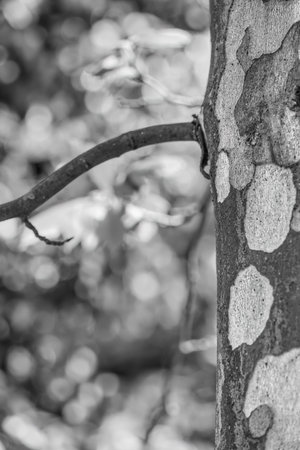 Abstract black and white picture with a Platanus occidentalis â American sycamore tree trunck and a branchの写真素材