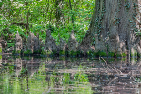 Large tree trunk and stumps reflecting in the water of a a lake swamp. Spring summer landscape.の写真素材