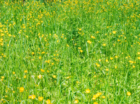Spring landscape with a field full of small yellow Ranunculus repens buttercup flowers.の写真素材