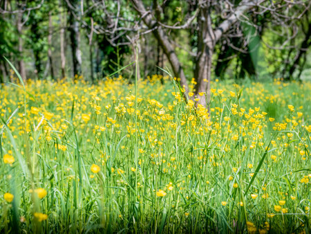 Spring landscape with a field full of small yellow Ranunculus repens buttercup flowers.の写真素材