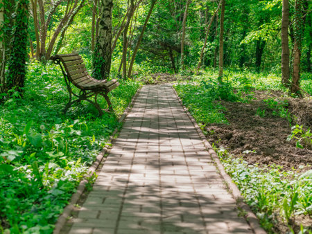 Lonely wooden bench and a paved alley in the parkの写真素材
