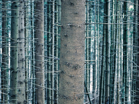 Forest scenery landscape in the Carpathian Mountains. in Romania. Tree trunk close up detailの写真素材