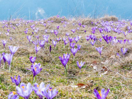 A mountain pasture filled with Crocus heuffelianus or Crocus vernus (spring crocus, giant crocus) purple flowers. Carpathian Mountains in Romania.の写真素材