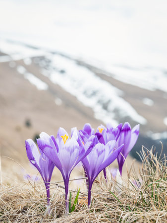 A bouquet of Crocus heuffelianus or Crocus vernus (spring crocus, giant crocus) purple flowers on the mountain pasture and the snowy peaks of Carpathian Mountains in the background.の写真素材