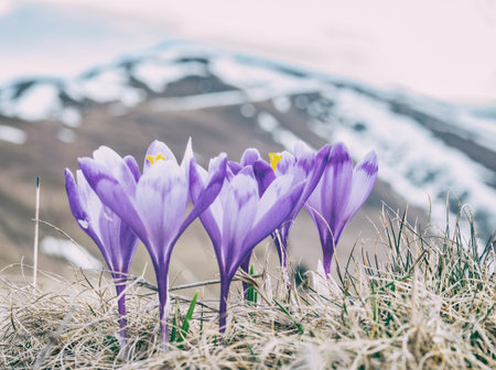 A bouquet of Crocus heuffelianus or Crocus vernus (spring crocus, giant crocus) purple flowers on the mountain pasture and the snowy peaks of Carpathian Mountains in the background.の写真素材