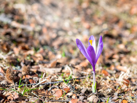 Close up detail with a Crocus heuffelianus or Crocus vernus (spring crocus, giant crocus) purple...