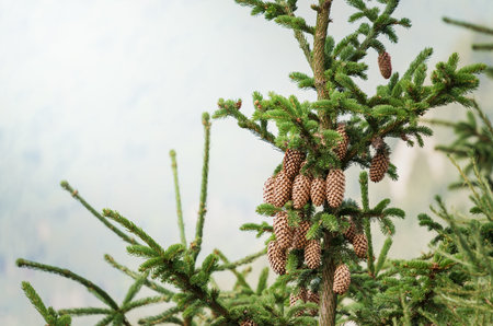 Pinus lambertiana or sugar pine cone. Close up with a dried pine cone in a tree