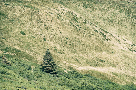 Single isolated fir or pine tree in the mountains. Scenic landscape from Carpathian Mountains in...