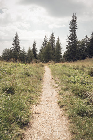 Foot path or nature trail in in the Bucegi Mountains, Romania. Scenic hiking trail