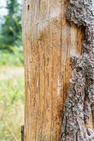 Bark tree peeling off from a tree trunkの写真素材