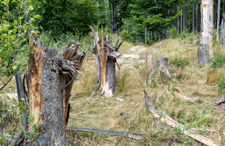 Tree trunks snapped or broken by the wind storms in the mountain forest.の写真素材