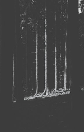Sun rays through the trees in the forest. Natural landscapeの写真素材