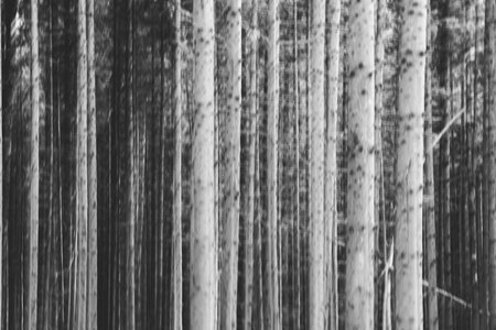 Abstract intentional camera movement photo with a forest. Moody eerie photographic artの写真素材