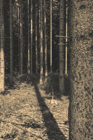 Close up detail with a tree trunk in the forest. Abstract photography.の写真素材