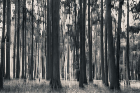 Abstract intentional camera movement photo with a forest. Moody eerie photographic artの写真素材