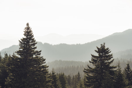 Mountain covered with a coniferous fir tree forest. Scenic landscape from Carpathian Mountains in Romaniaの写真素材