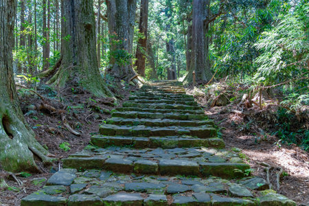Cobblestone path through the forest of ancient cedars, part of the Kumano Kodo - Nakahechi...