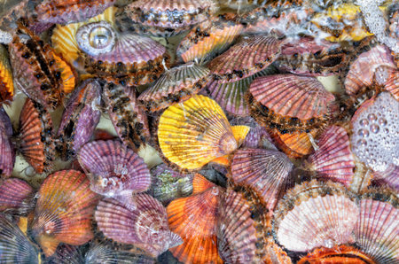 Natural colorful background with alive different types of mollusks, seashells, Mimachlamys senatoria, scallops, marine bivalve molluscs in the water.の写真素材