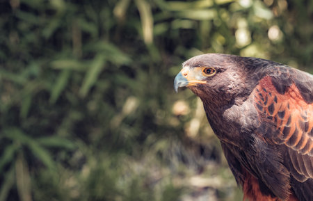 Close up detail with a Harris s hawk (Parabuteo unicinctus). Portrait of a bird of prey.