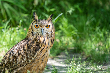 Detailed portrait with a Eurasian eagle owl (Bubo bubo) on green blurred background.の写真素材