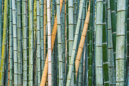 Bamboo trees background at Arashiyama Bamboo Forest in Kyoto.の写真素材