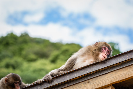Portrait detail with Japanese macaque or snow monkey in Arashiyama Park, Kyoto. Monkey on the roof of a house.の写真素材