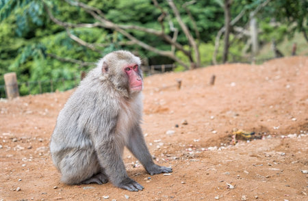 Portrait detail with Japanese macaque or snow monkey in Arashiyama Park, Kyoto.の写真素材