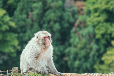 Portrait detail with Japanese macaque or snow monkey in Arashiyama Park, Kyoto.の写真素材