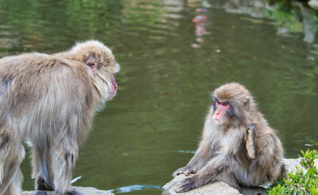 Portrait detail with Japanese macaque or snow monkey in Arashiyama Park, Kyoto.の写真素材