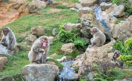 Free wild Japanese macaque or snow monkeys in Arashiyama Park, Kyoto.の写真素材