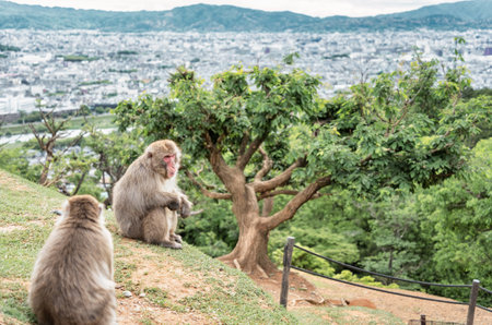 Portrait detail with Japanese macaque or snow monkey in Arashiyama Park, Kyoto.の写真素材