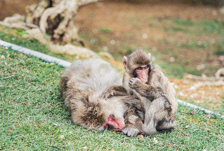 Scared infant Japanese macaque or snow monkey on the grass in Arashiyama Park.の写真素材