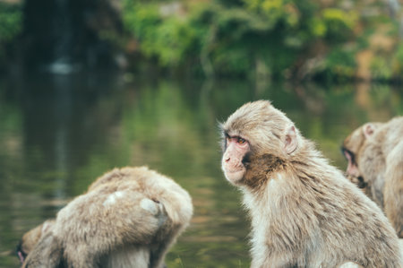 Portrait detail with Japanese macaque or snow monkey in Arashiyama Park, Kyoto.の写真素材